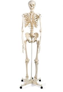 Standard Skeleton on Stand (Model A10) - 8389 , 