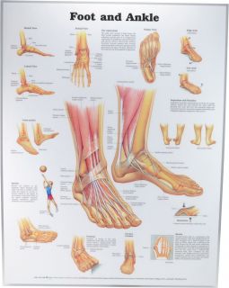 Foot & Ankle Poster 50 x 66cm Laminated - FOOTL , 