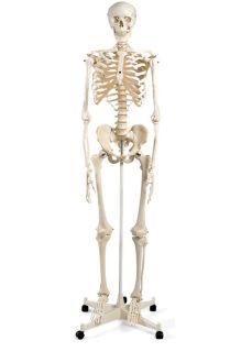 Standard Skeleton on Stand (Model A10) - 8389 , 