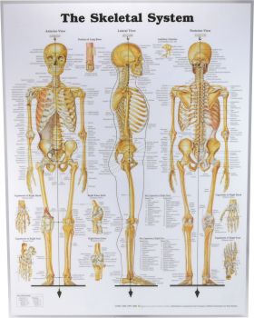 Skeletal System Poster 51 x 66cm Laminated - SKELL , 
