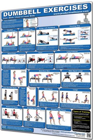 Dumbbell Exercises - Lower Body Core/Chest/Back Poster - Laminated - 400328 , 