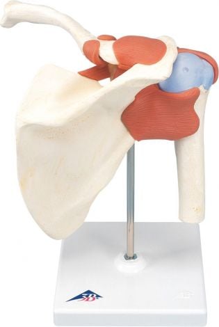Shoulder Joint Model (Model A80) - 8390 , 