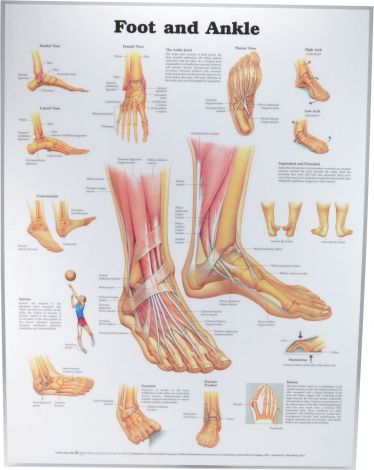 Foot & Ankle Poster 50 x 66cm Laminated - FOOTL , 