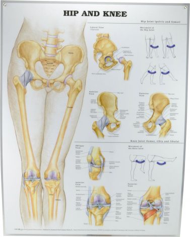 Hip & Knee Poster 51 x 66cm Laminated - HIPKL , 