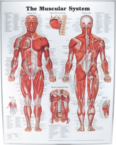 Muscular System Poster 51 x 66cm Laminated - MUSCL , 