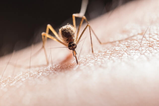 Mosquito bite first aid with cold pack and antihistamine relief